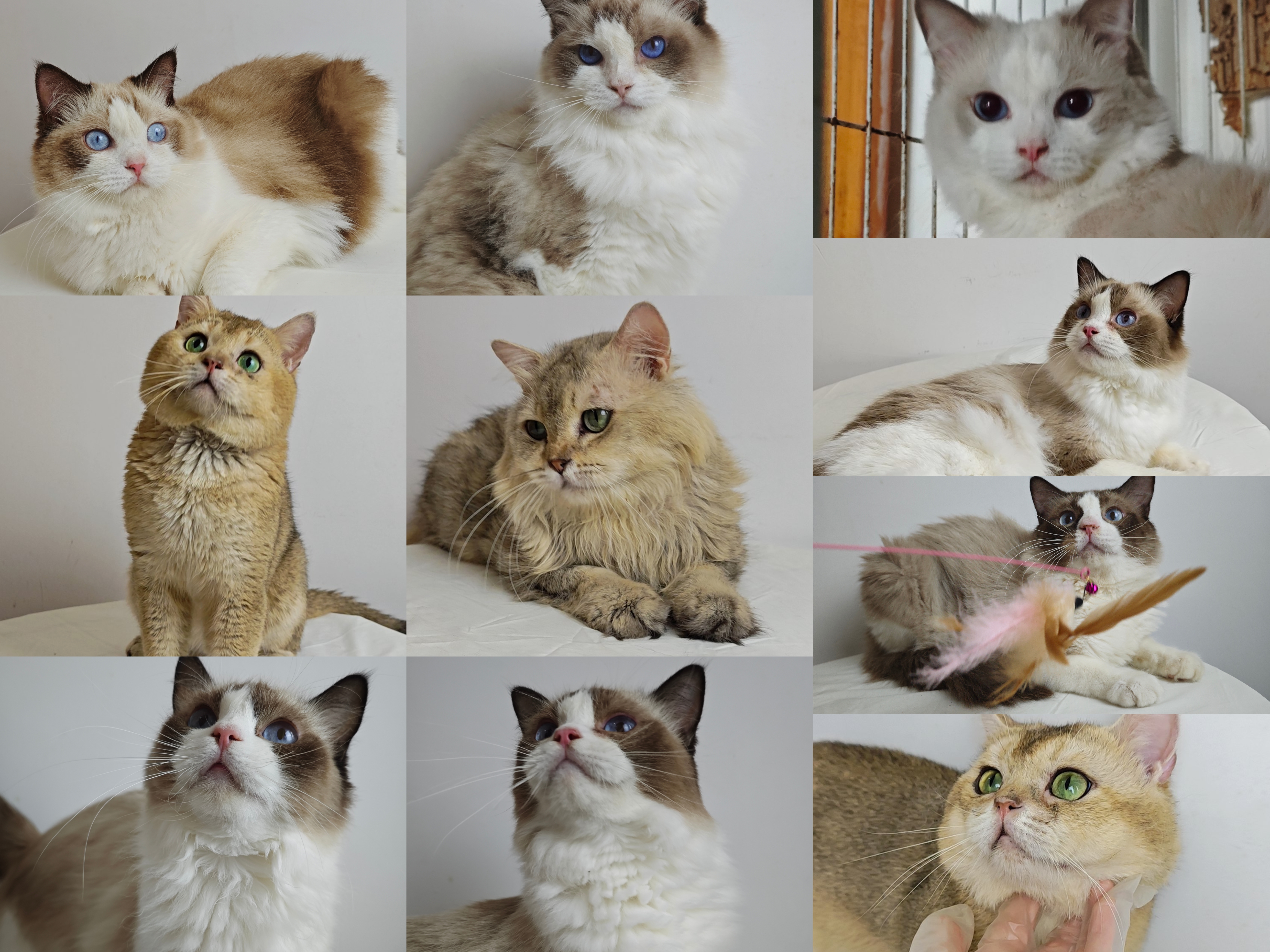 猫舍不做啦，只有成猫，整出，价格不高